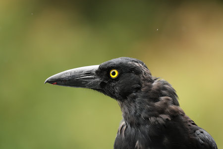 Portrait of a Pied Currawong (Strepera graculina) in the Lamington National Park, Queensland, Australia.の写真素材