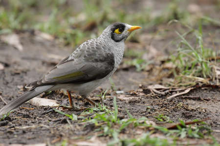 Noisy Miner (Manorina melanocephala) sitting on the floor in Queensland, Australia.の写真素材