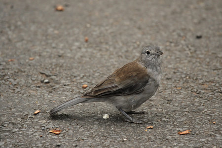 A Grey Shrike-thrush (Colluricincla harmonica) sitting on the floor in the Lamington National Park, Queensland, Australia.の写真素材