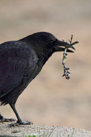 Carrion Crow (Corvus corone) with a twig in the beak.の写真素材