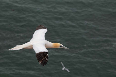 Northern Gannet (Morus bassanus) in flight on Heligoland.の写真素材