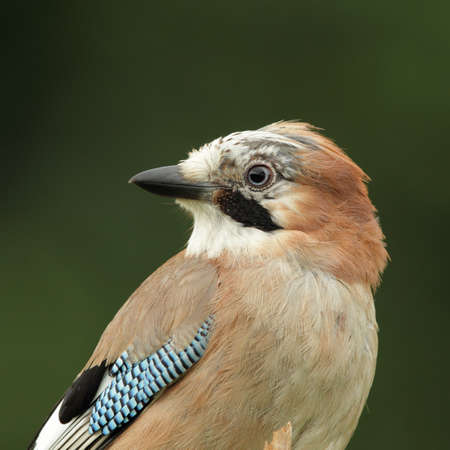 Portrait of a Eurasian Jay (Garrulus glandarius).の写真素材