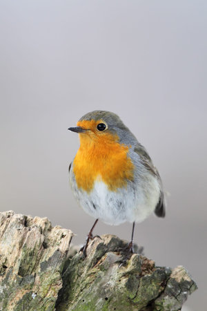 European Robin (Erithacus rubecula) sitting on a tree stump in winter.