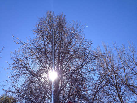 The Winter sun shines through the bare branches of a treeの素材