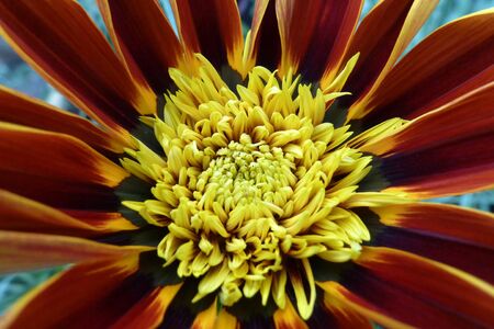 Flower Close-Upの写真素材