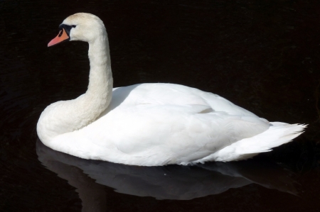 Swan on a riverの写真素材
