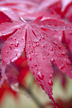 Colorful Foliage during the Autumn season.の写真素材