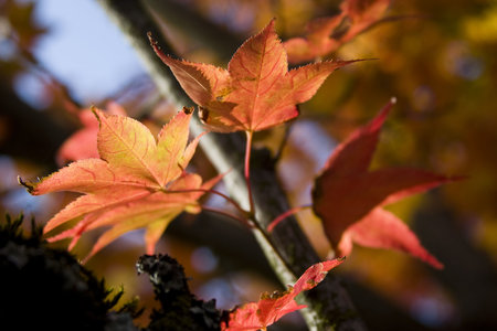 Colorful Foliage during the Autumn season.
