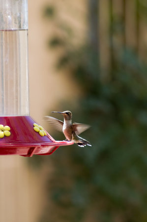 Beautiful Image of a Humming Bird preparing to feed from a plastic feeder.の写真素材