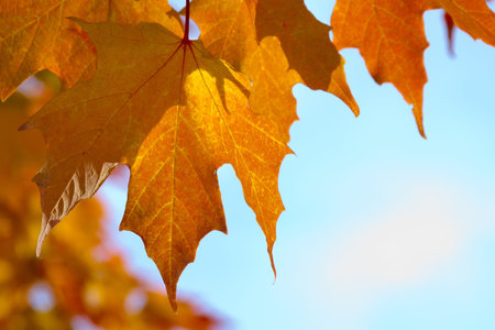Colorful Foliage during the Autumn season.