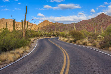 Amazing Image of Saguaro National Parkの写真素材