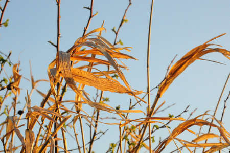 grass in the windの写真素材