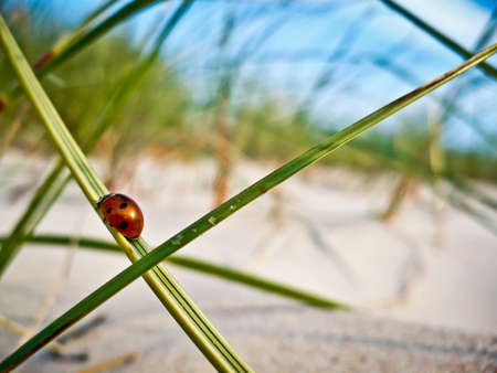 Ladybug on a Green Blade of Grassの写真素材