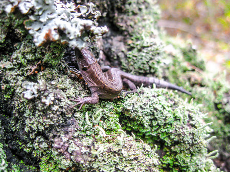 Forest lizard.の写真素材