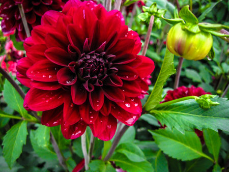 Beautiful spring flower.の写真素材