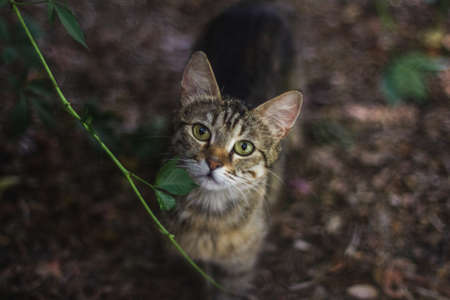 Beautiful adult gray tabby cat is on the black background.の写真素材