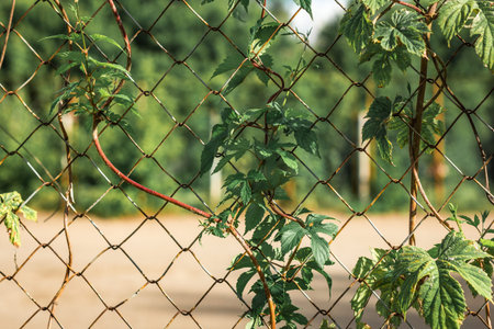 Fresh green leaves entangled into old rusty wire