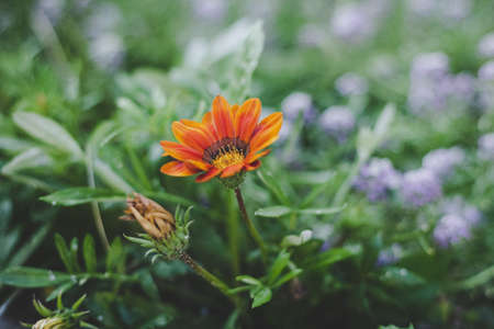 close up picture of the red flowerの写真素材