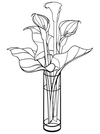 Callas in a vase. Calla, lily with leaves. Flowers in a glass vase. Bouquet. Line drawing. For coloring. Botanical illustration. Outline hand drawingのイラスト素材