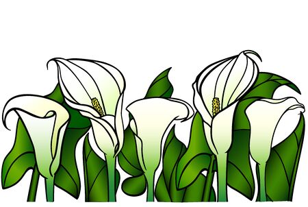 Calla lilies with large green leaves - vector full color picture. Garden flowers - white calla lilies. Gardeningのイラスト素材