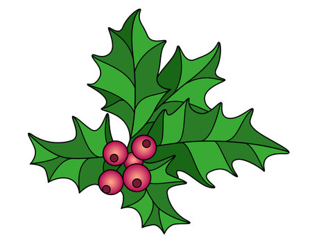 Holly berries and leaves - vector full color illustration. Holly is an evergreen symbol of Christmas for cards or banners.のイラスト素材
