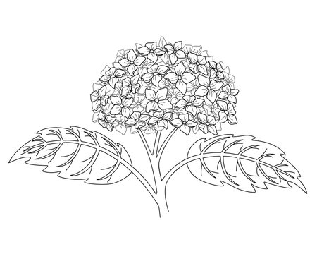 Hydrangea inflorescence with leaves, garden plant - vector linear picture for coloring. outline. Hydrangea flower and leaves, plant element for coloringのイラスト素材