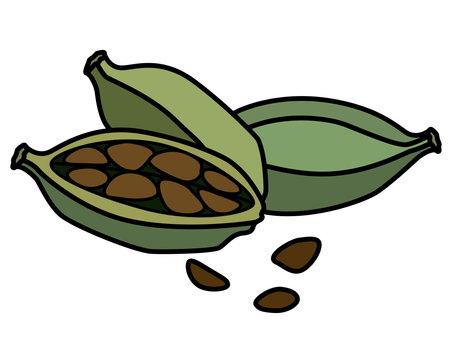Cardamom pods with seeds, spices - vector full color picture. Cardamom is an aromatic spice for cooking.のイラスト素材