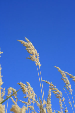Dry grass on a background of the sky