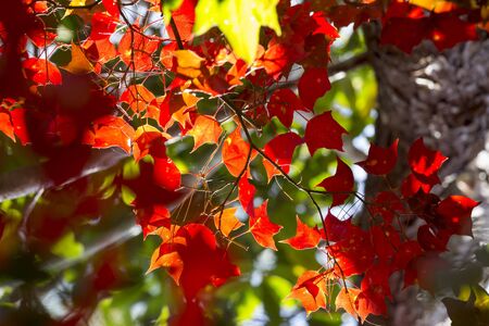 Spider web on Red Maple Leaves In Autumnの写真素材