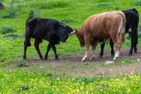 Pasture for breeding bulls in semi-freedomの写真素材