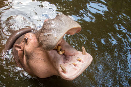 Hippopotamus open mouth in poolの写真素材