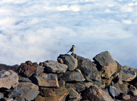 a little bird sitting on a rock in the background of cloudsの写真素材