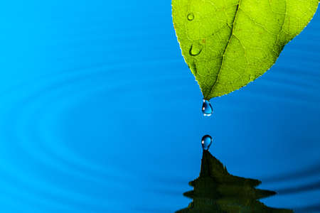 Green Leaf and Water Drop with Reflectionの写真素材