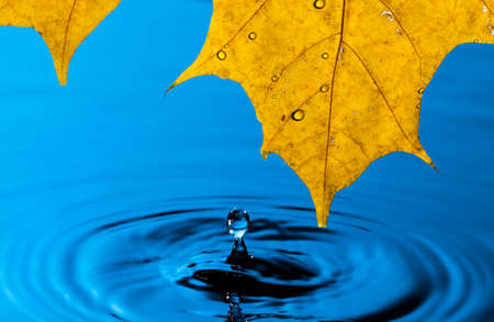 Yellow Leaf and Water Drop with Reflectionの写真素材
