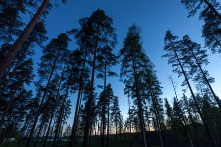 Sky in Pine Forest  Looking up in Pine Forest with wide angle lens の写真素材