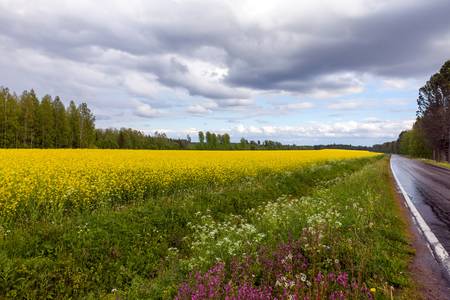 View of a Field of Bright Yellow rapeseed in front of a forestの写真素材