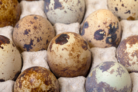 Speckled quail eggs in a carton box closeup