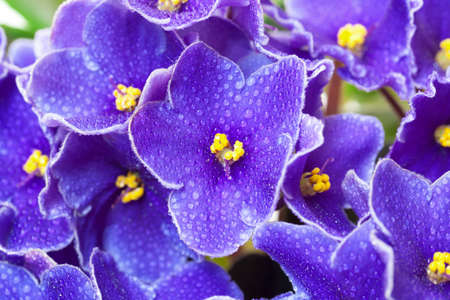 Beautiful Purple Violet Flowers, closeupの写真素材