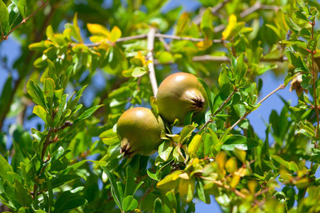 Pomegranate fruit on the green tree, closeupの写真素材