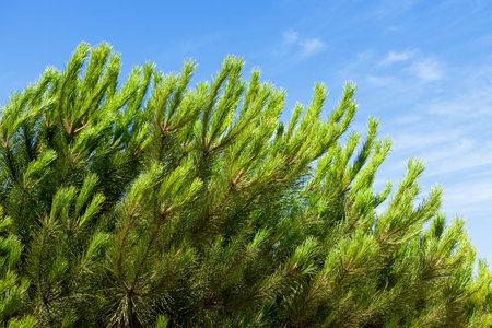 The branch of pine tree over blue sky, closeupの写真素材