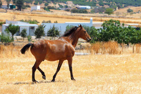 Horse with a well groomed and trimmed tail walking through a rural pasture with farm buildings visible in the distanceの写真素材