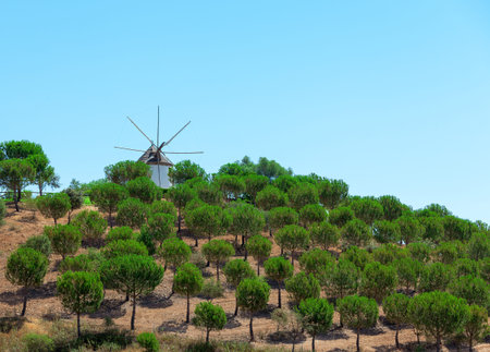 Windmill above a plantation of trees on a farm with its sails or vanes visible against the blue skyの写真素材