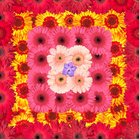 Seamless Pattern from Vibrant Gerbera Flowers, Wallpaperの写真素材