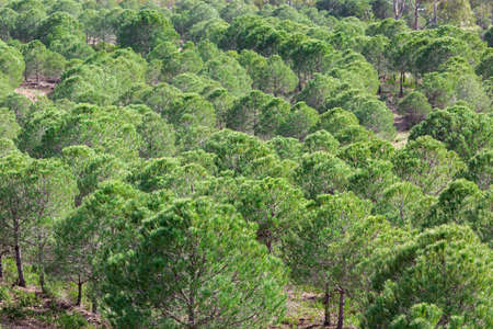 Pine tree Forest in morning timeの写真素材