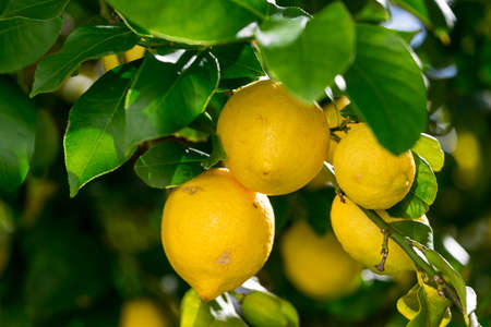 Bunch of Vibrant Ripe Lemons on Tree, closeupの写真素材