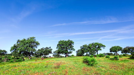 Green Grass Field Landscape with blue sky in the backgroundの写真素材