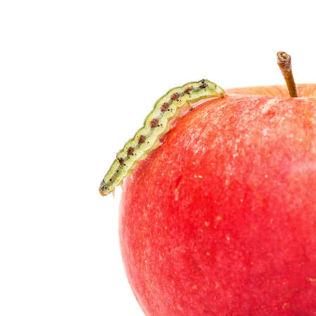 Green Caterpillar Creeps on Red Apple, white backgroundの写真素材