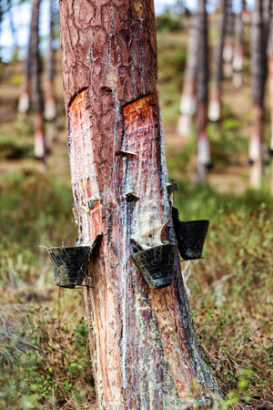 Collect Pine Resin in Plastic Containers, closeup