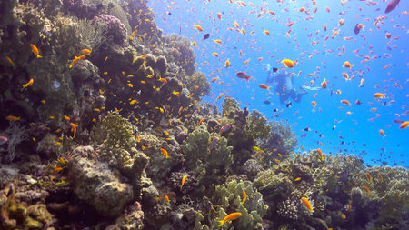 Tropical Fish on Vibrant Coral Reef, underwater scene