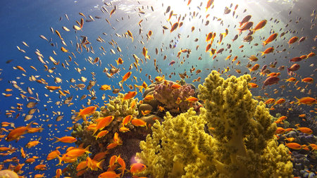 Tropical Fish on Vibrant Coral Reef, underwater scene